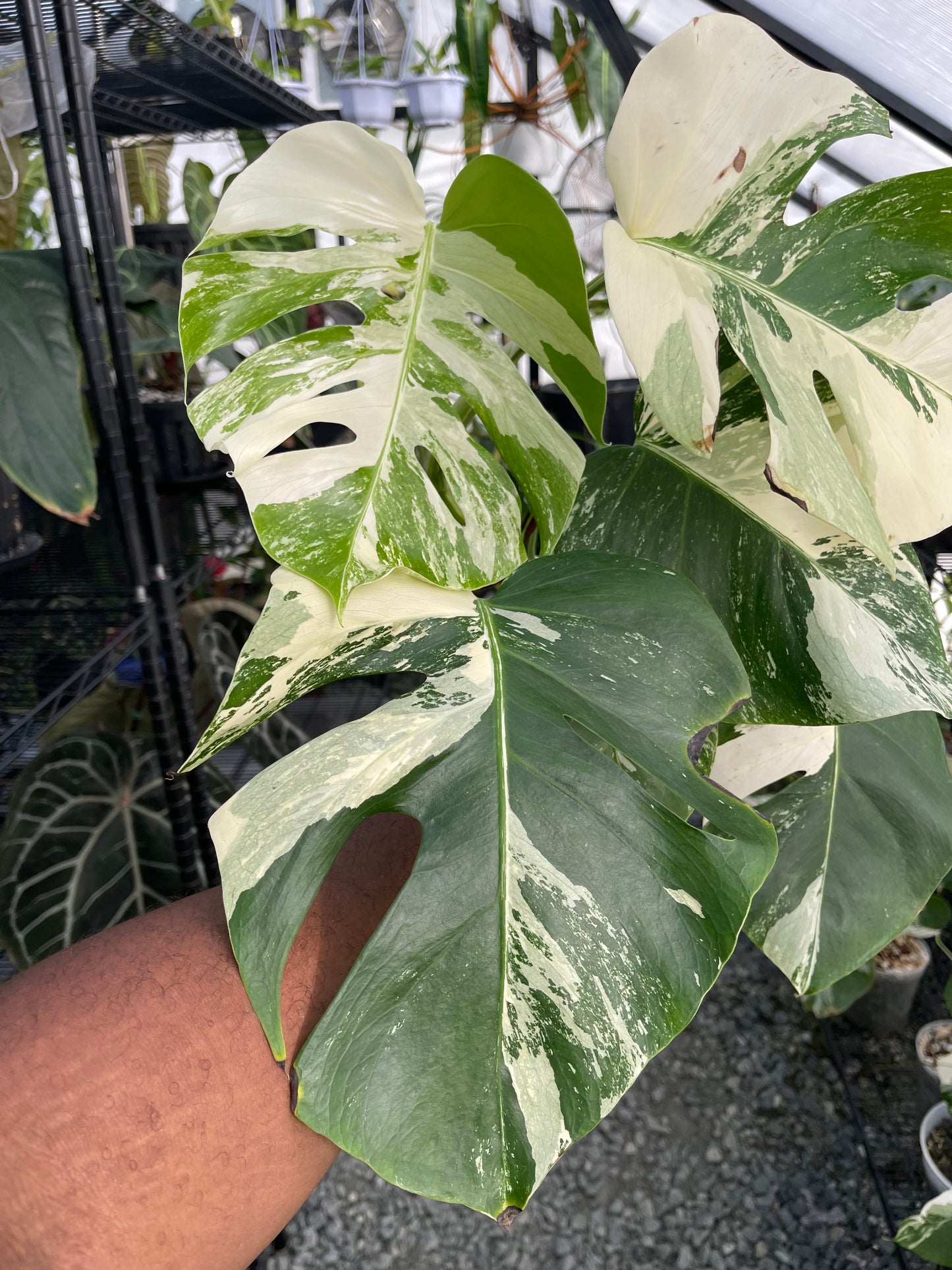Variegated Monstera Albo (Small Form)