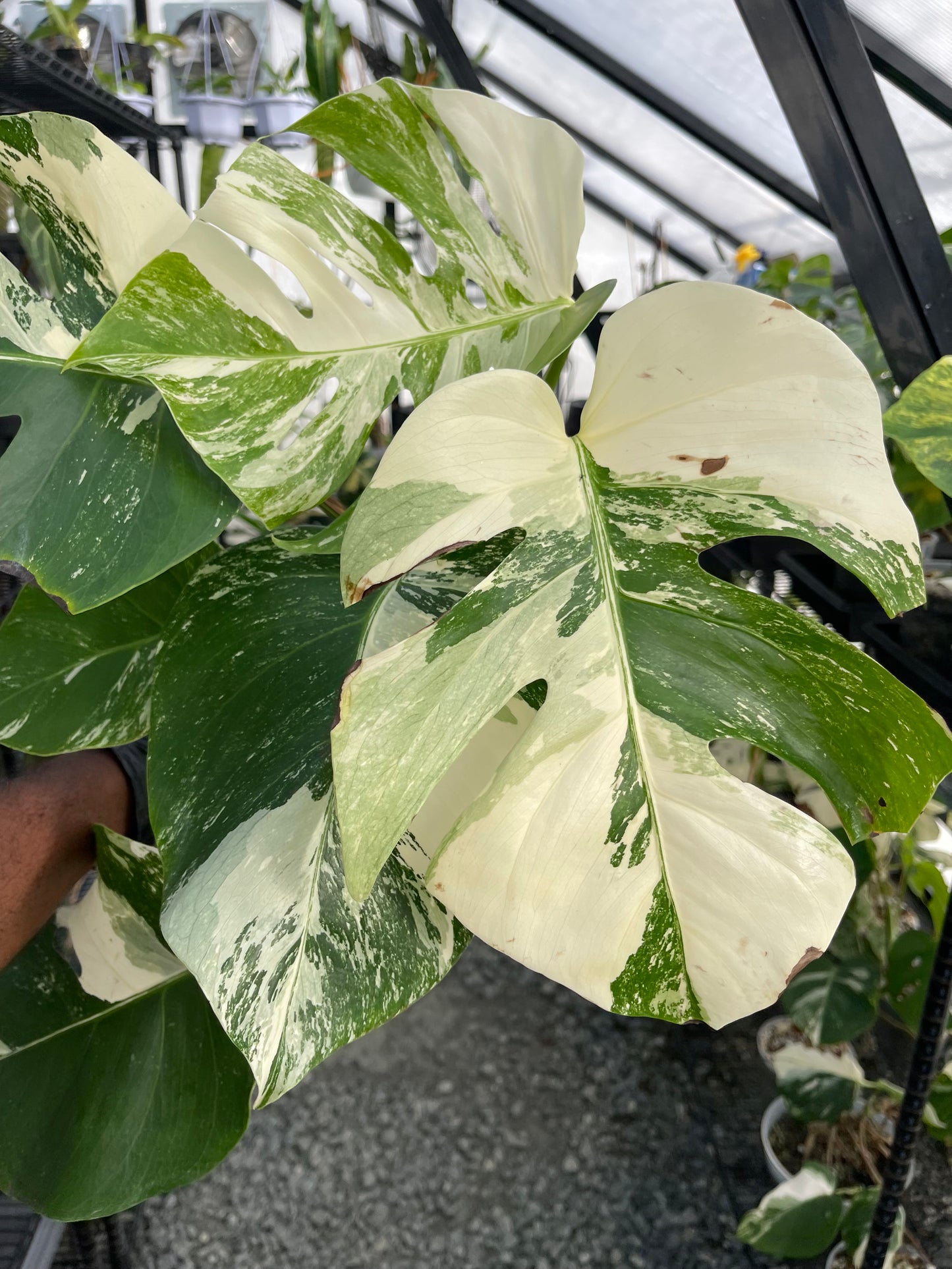 Variegated Monstera Albo (Small Form)