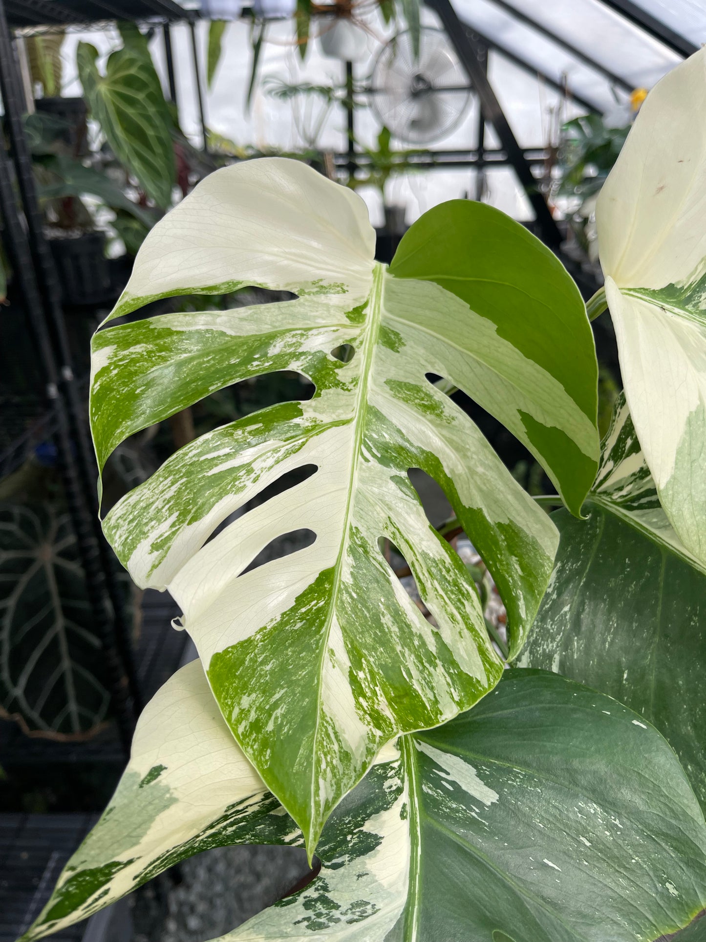 Variegated Monstera Albo (Small Form)