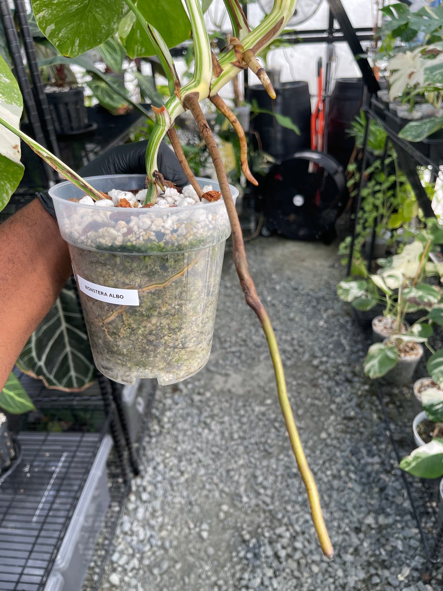 Variegated Monstera Albo (Small Form)