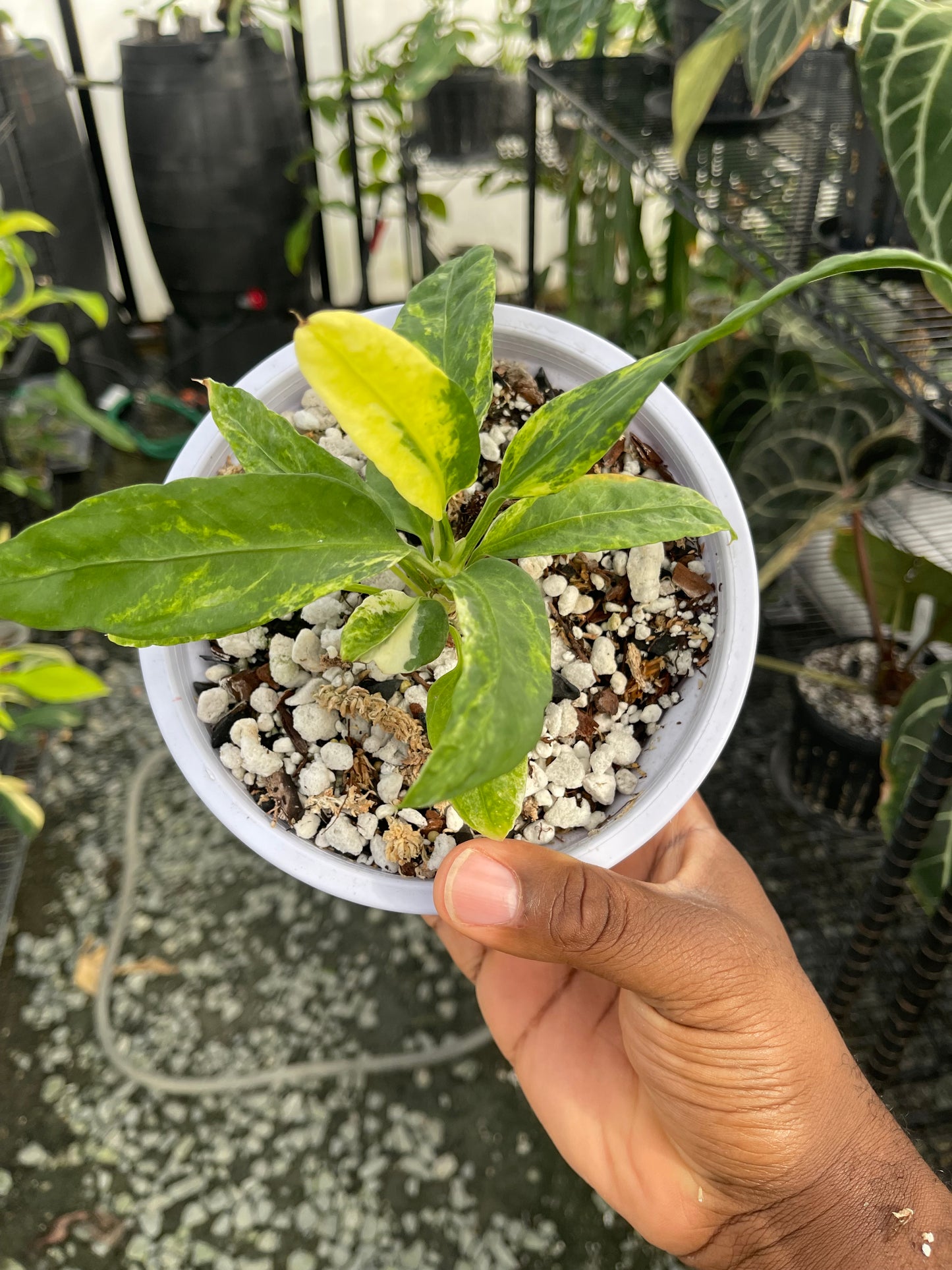 Anthurium Vittarifolium Variegated