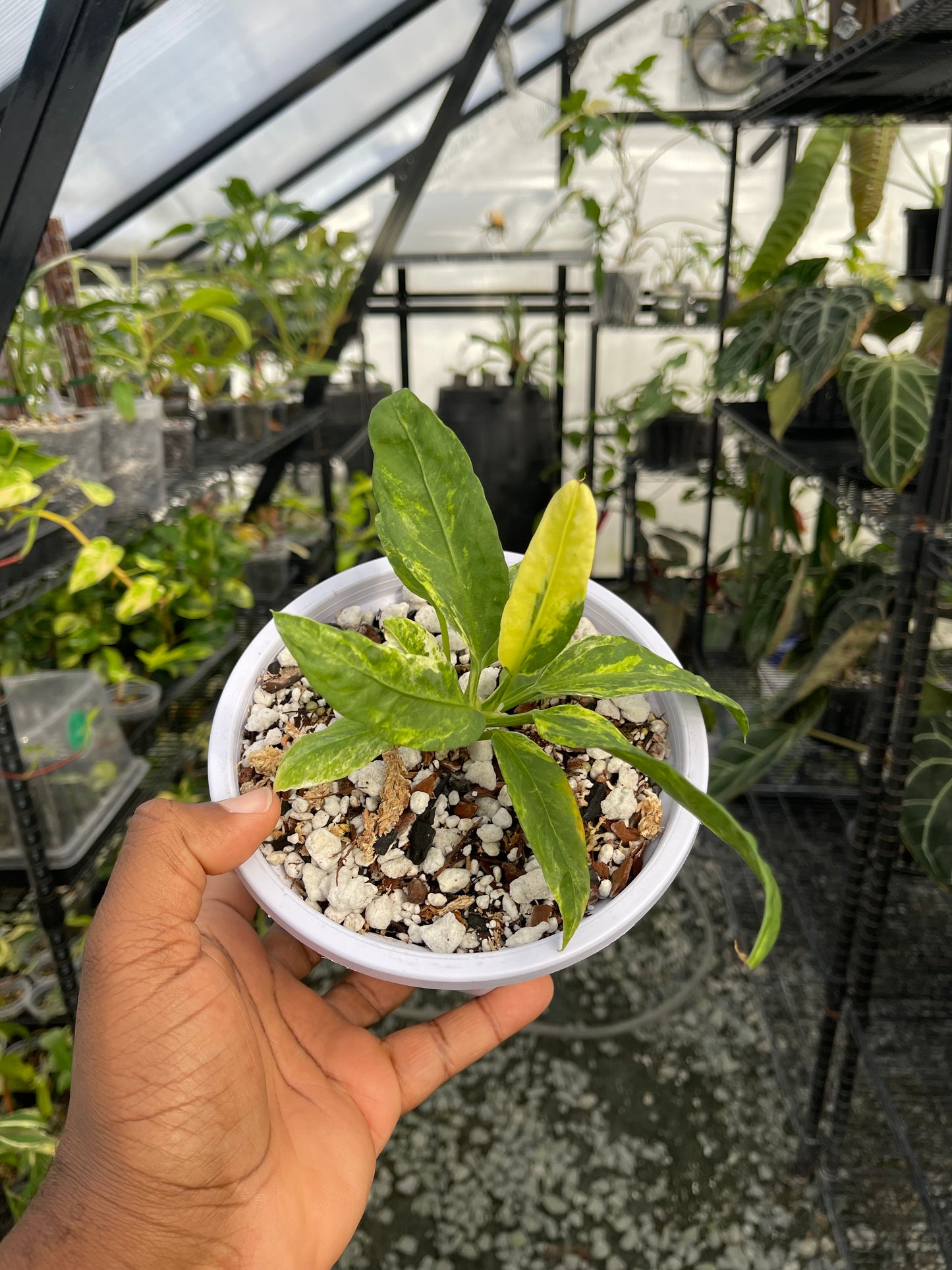Anthurium Vittarifolium Variegated