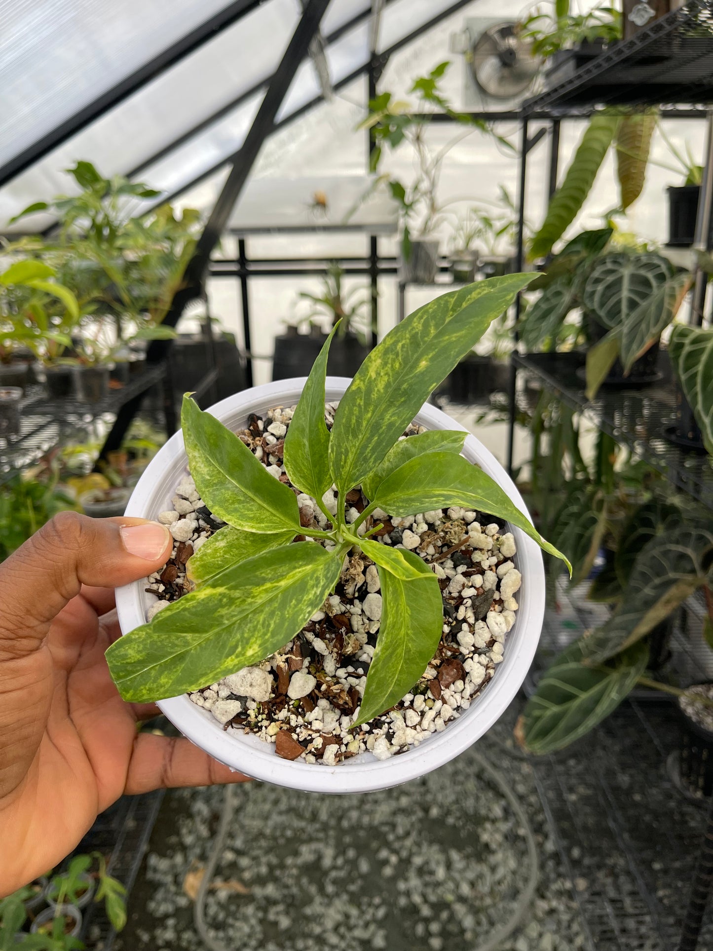Anthurium Vittarifolium Variegated