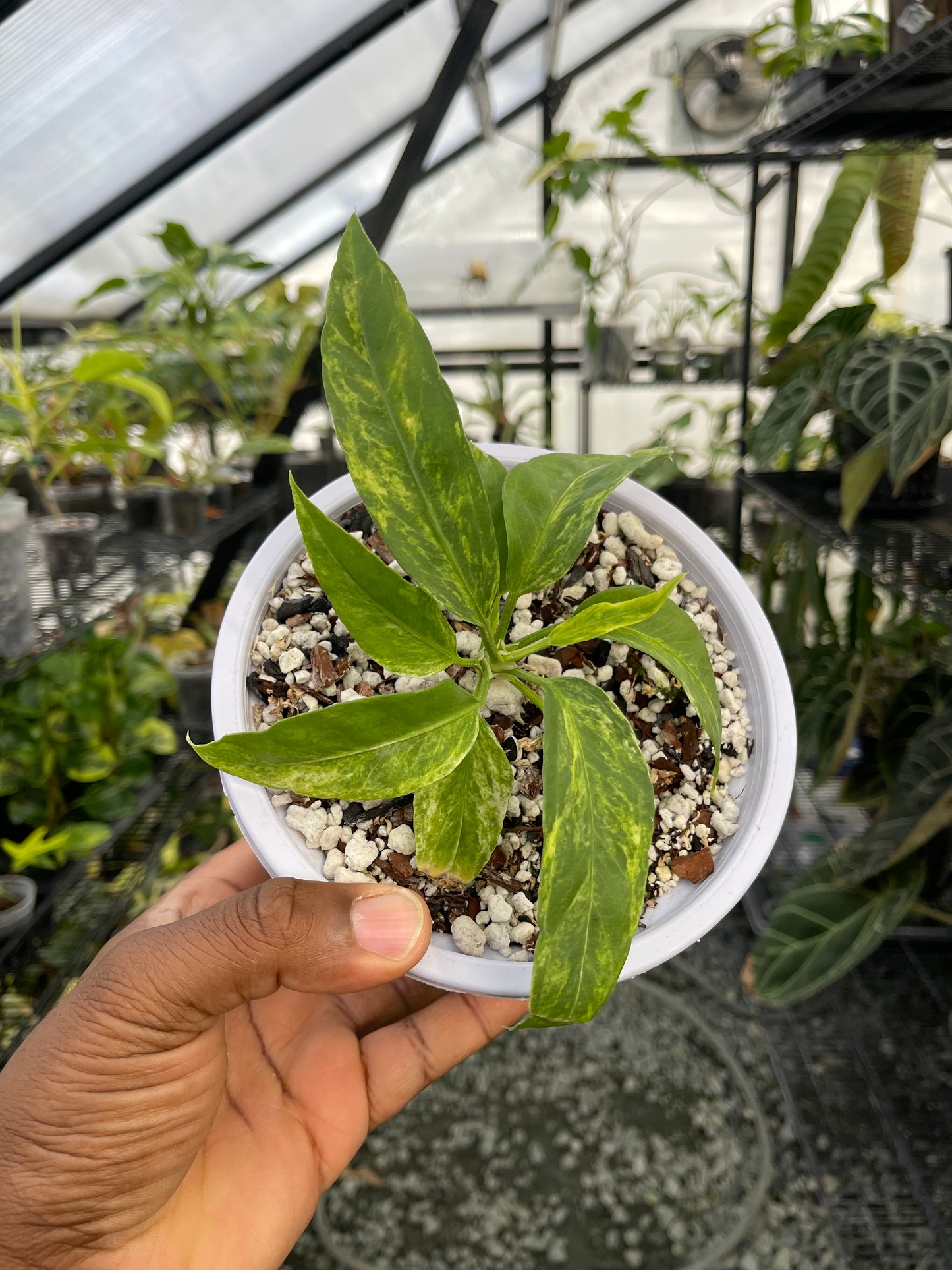 Anthurium Vittarifolium Variegated