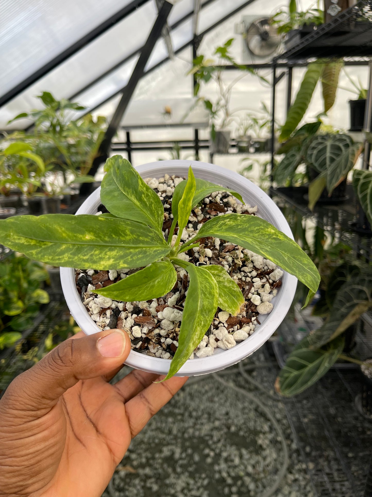 Anthurium Vittarifolium Variegated