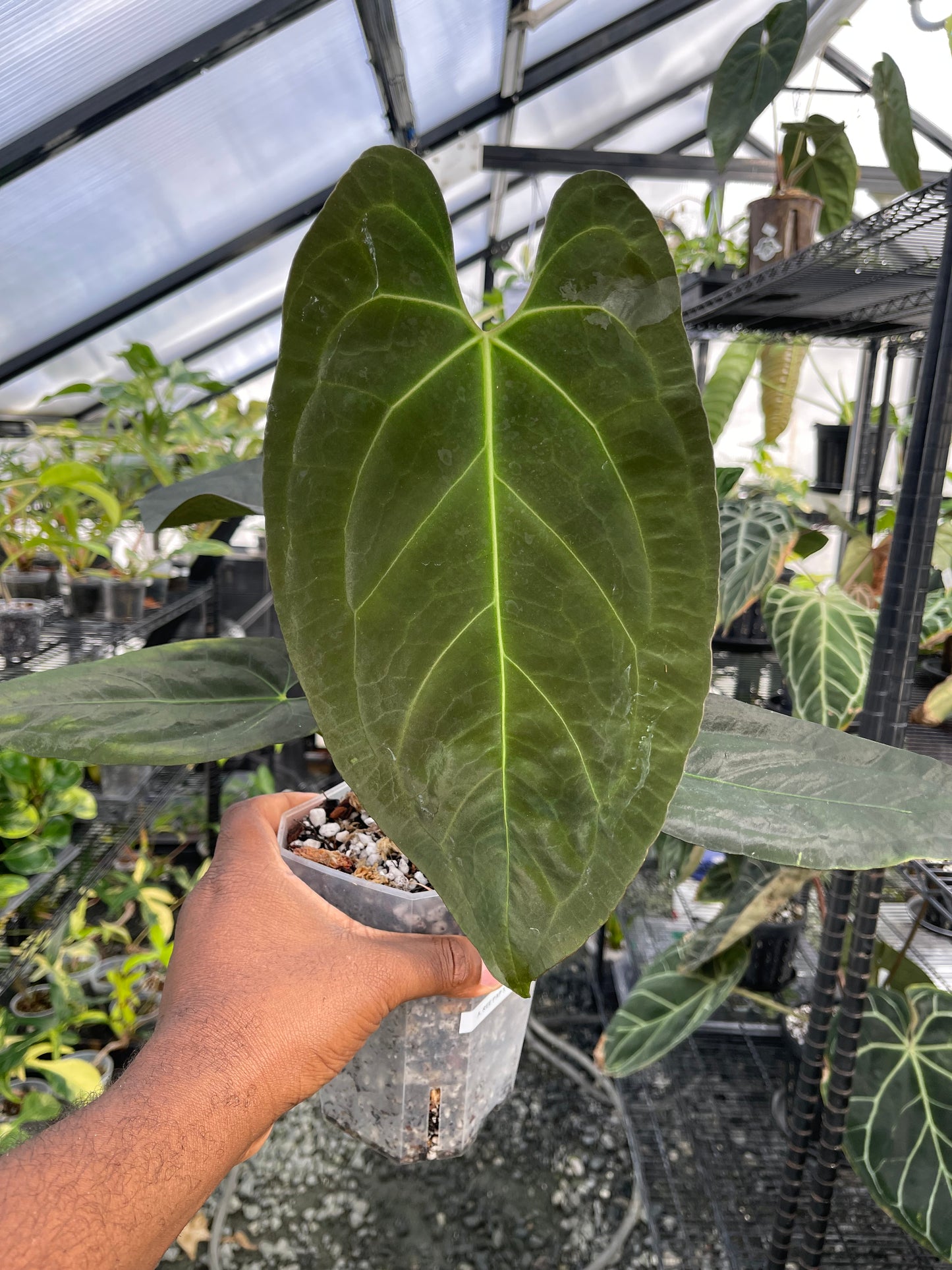 Anthurium Ree Papillilaminum x Self (Clone)