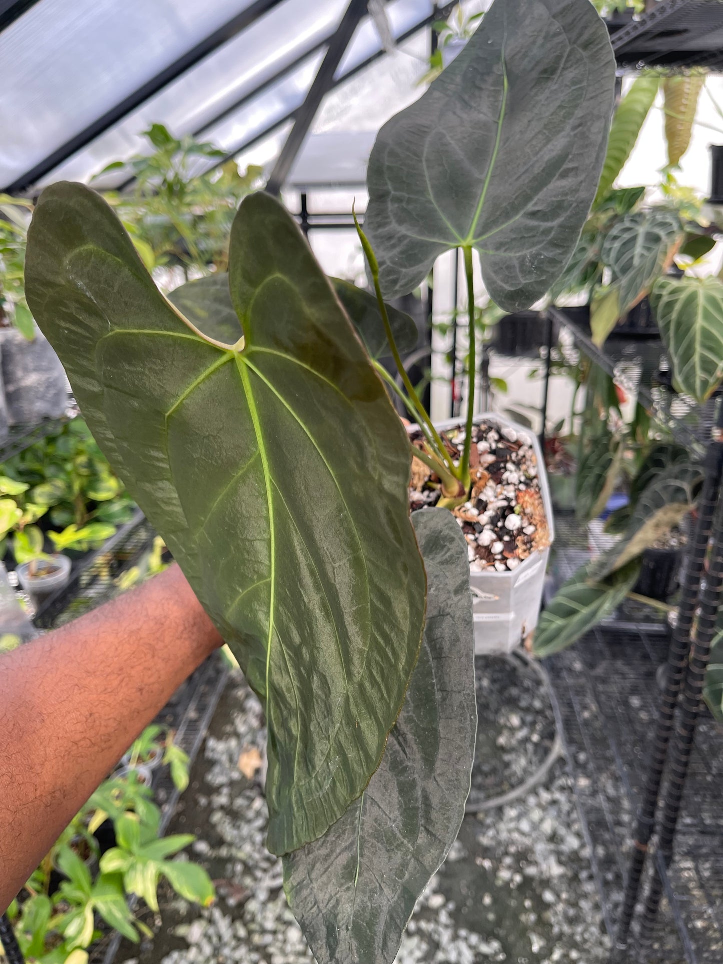 Anthurium Ree Papillilaminum x Self (Clone)