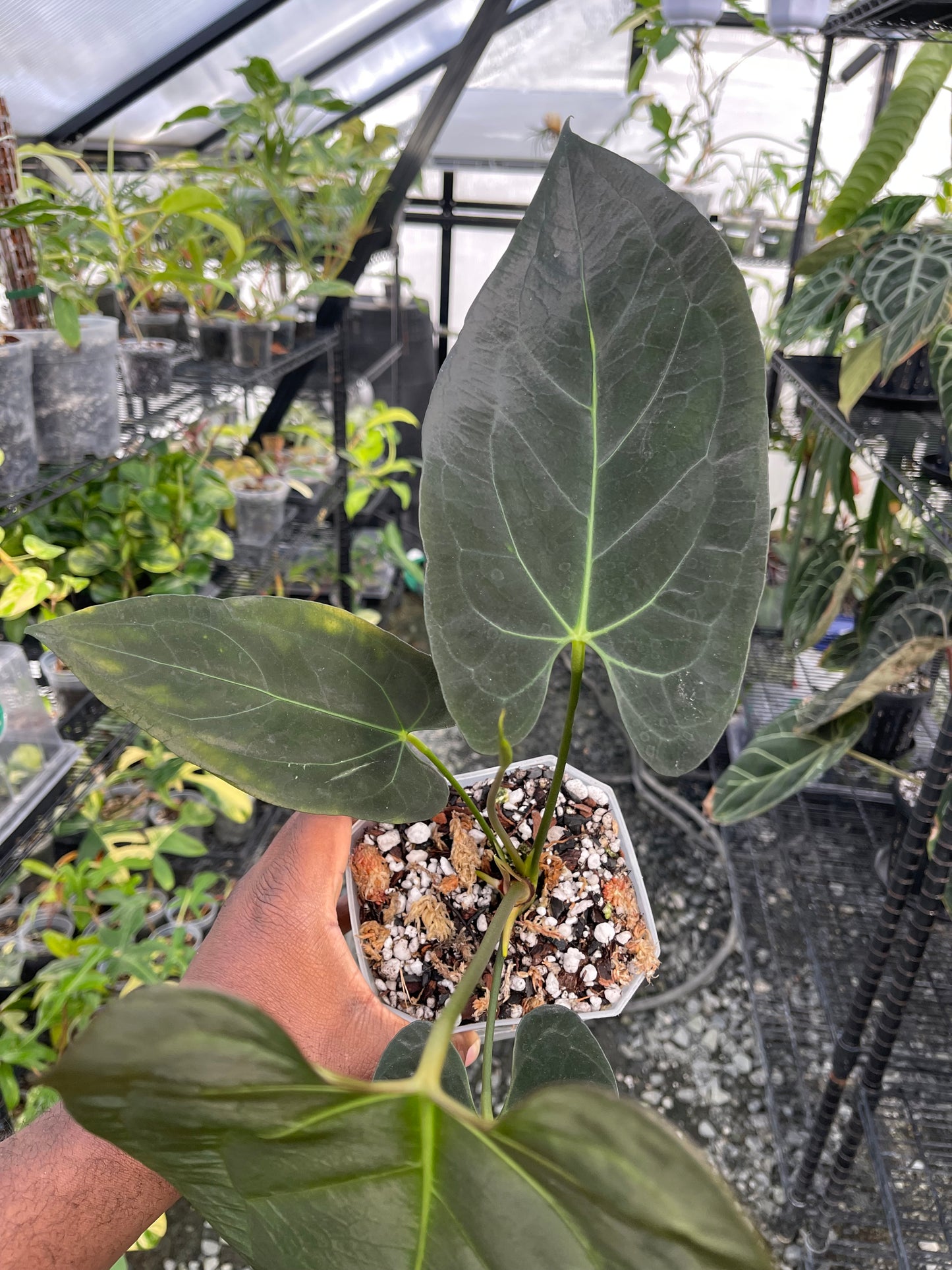 Anthurium Ree Papillilaminum x Self (Clone)