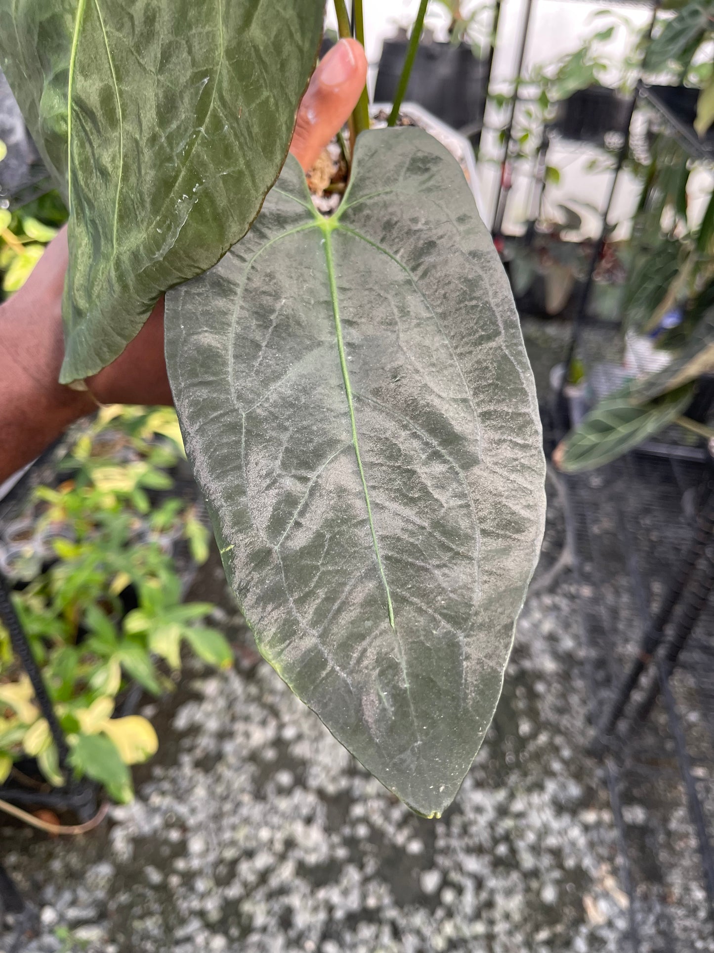 Anthurium Ree Papillilaminum x Self (Clone)