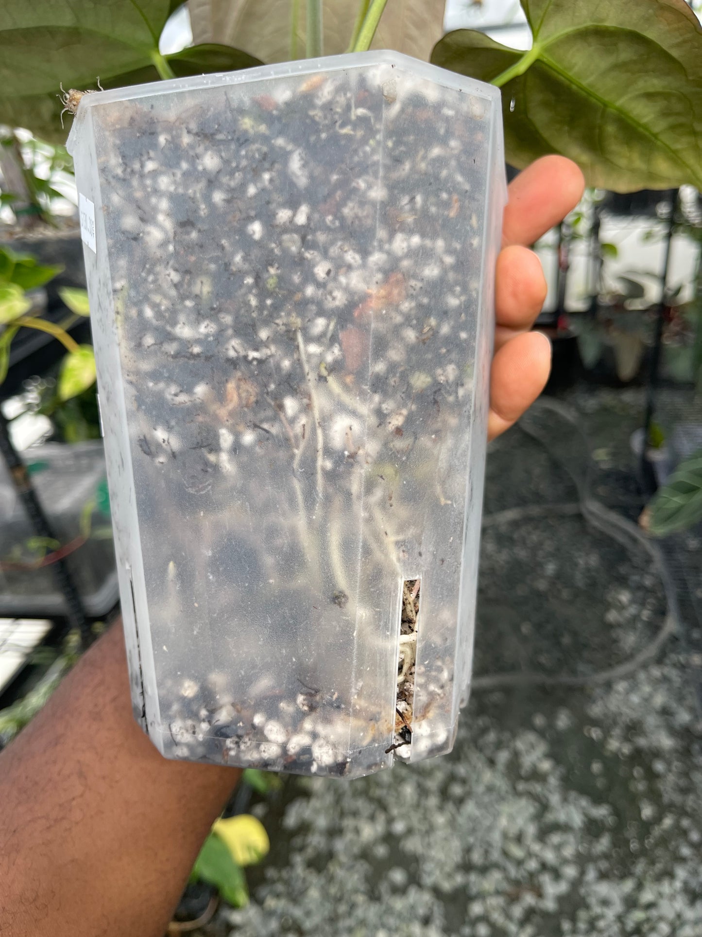 Anthurium Ree Papillilaminum x Self (Clone)