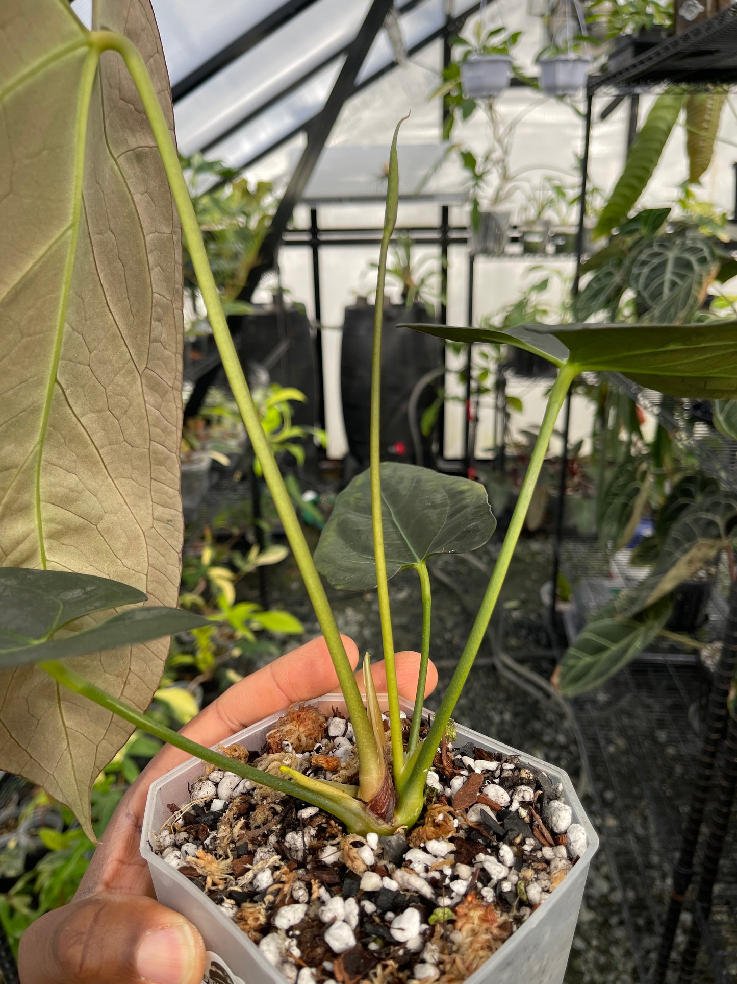 Anthurium Ree Papillilaminum x Self (Clone)