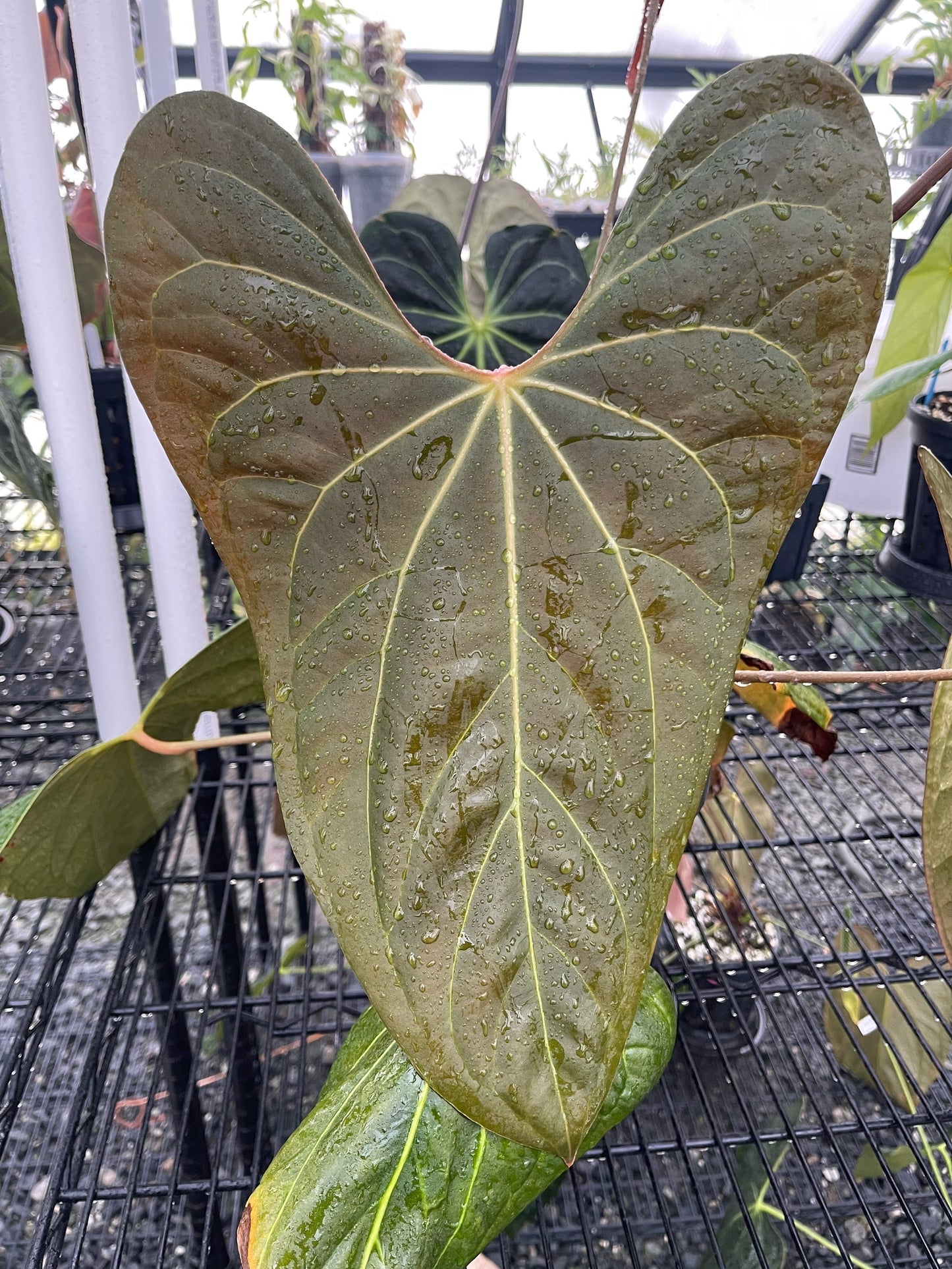 Anthurium Mr. Worldwide (Clone)