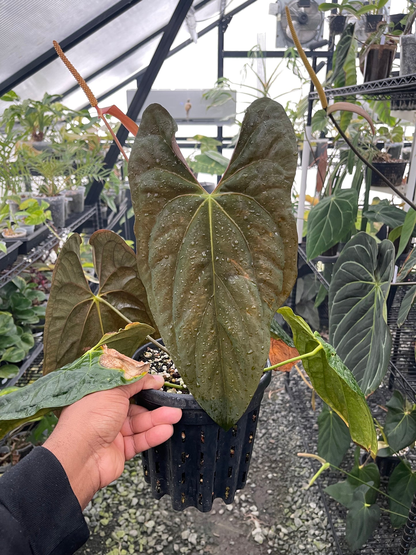 Anthurium Tezula Soul Reaper x Self (Clone)