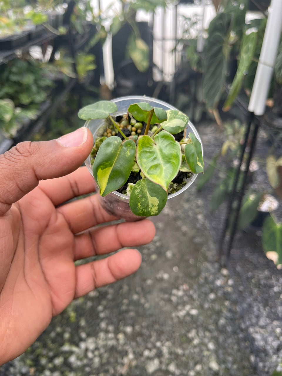 Variegated Philodendron Billietae