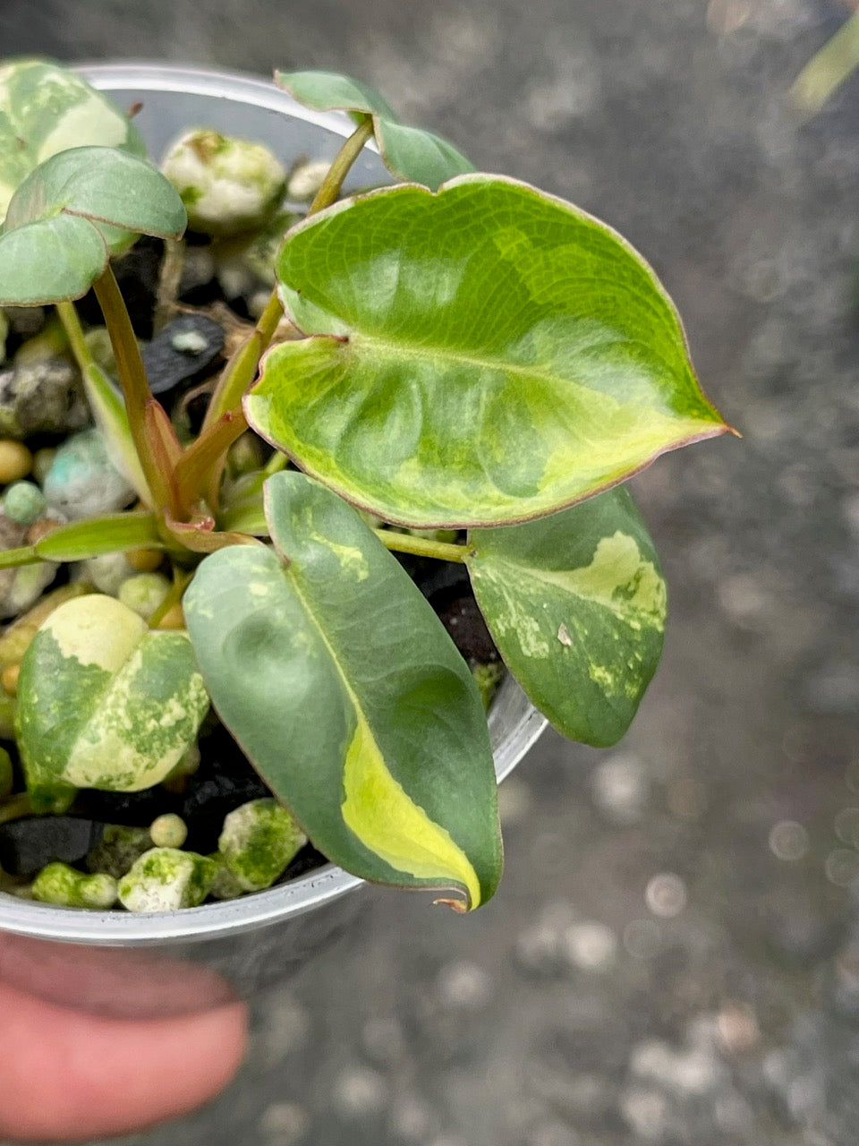 Variegated Philodendron Billietae