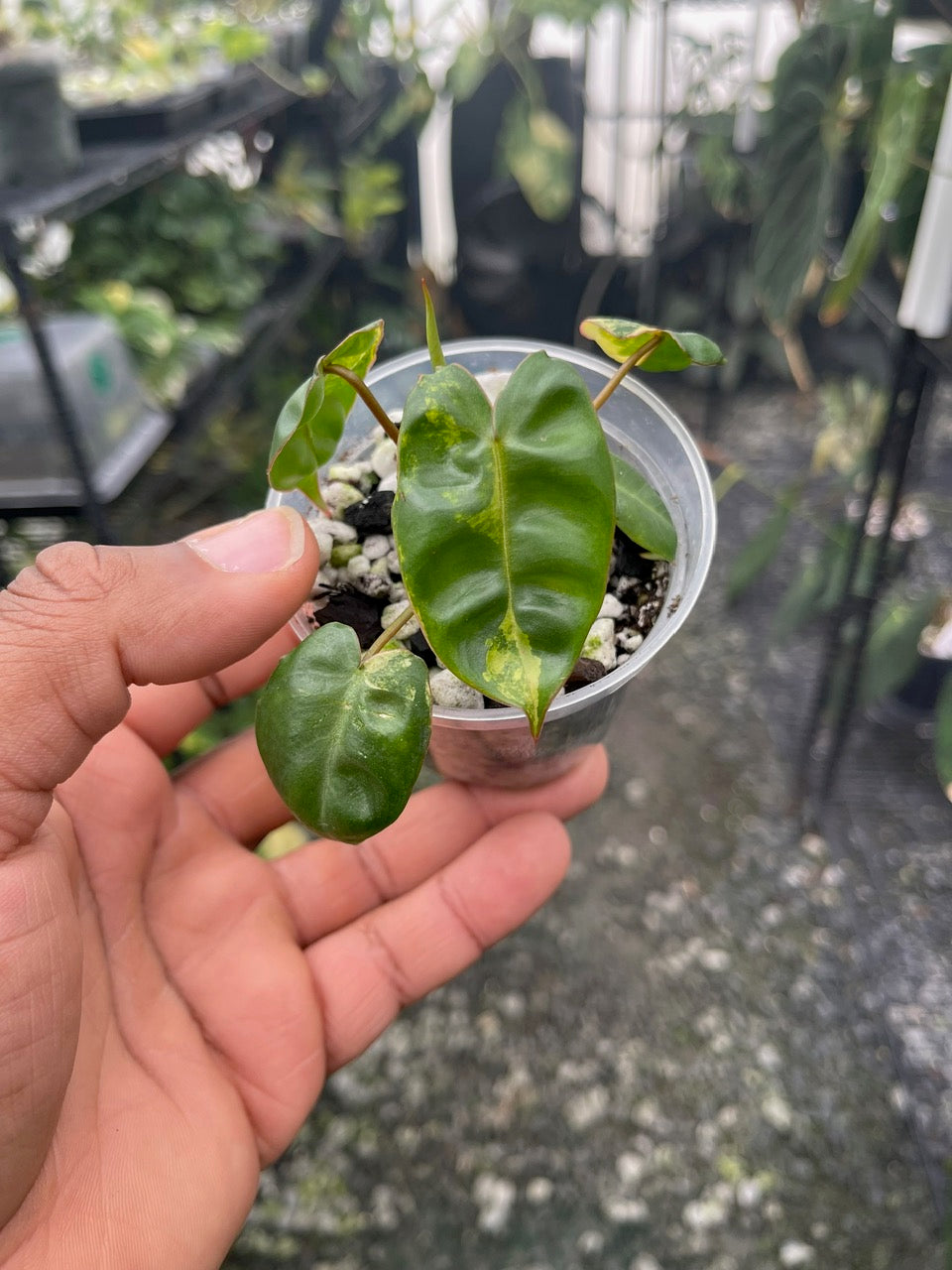 Variegated Philodendron Billietae