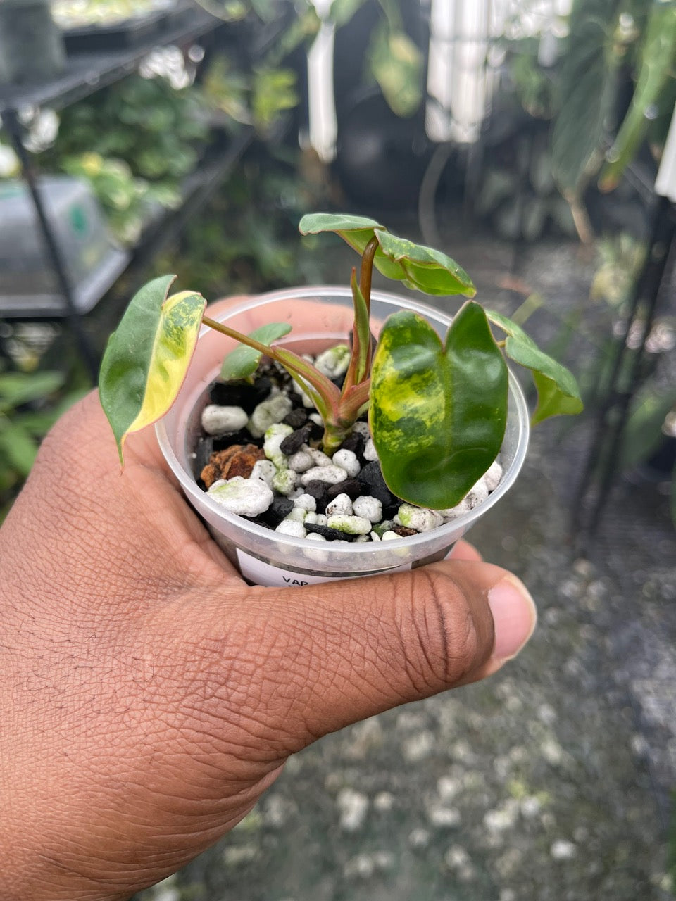 Variegated Philodendron Billietae