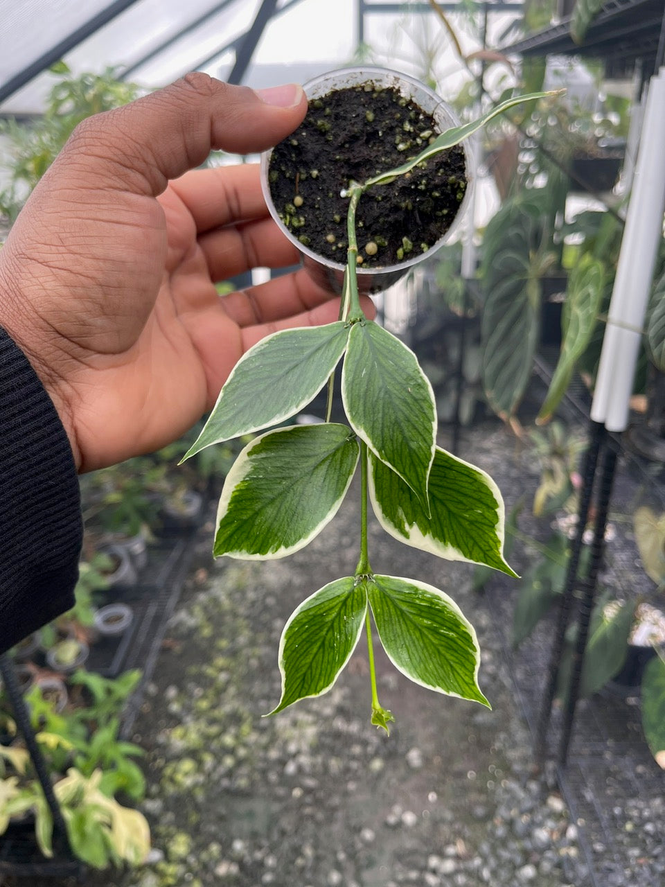 Hoya Polyneura (Outer Variegation)