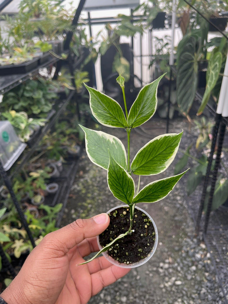 Hoya Polyneura (Outer Variegation)
