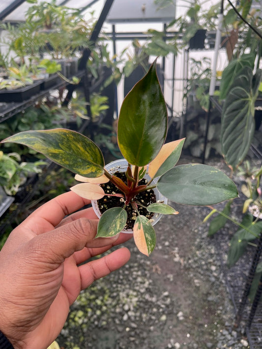 Variegated Philodendron Red Congo