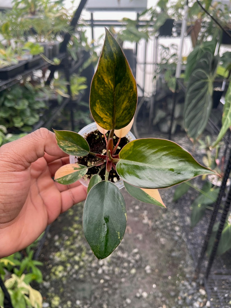 Variegated Philodendron Red Congo