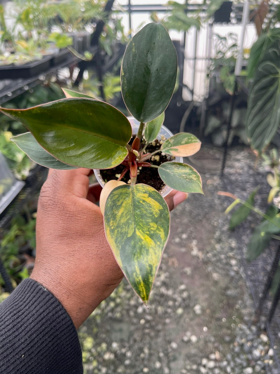 Variegated Philodendron Red Congo
