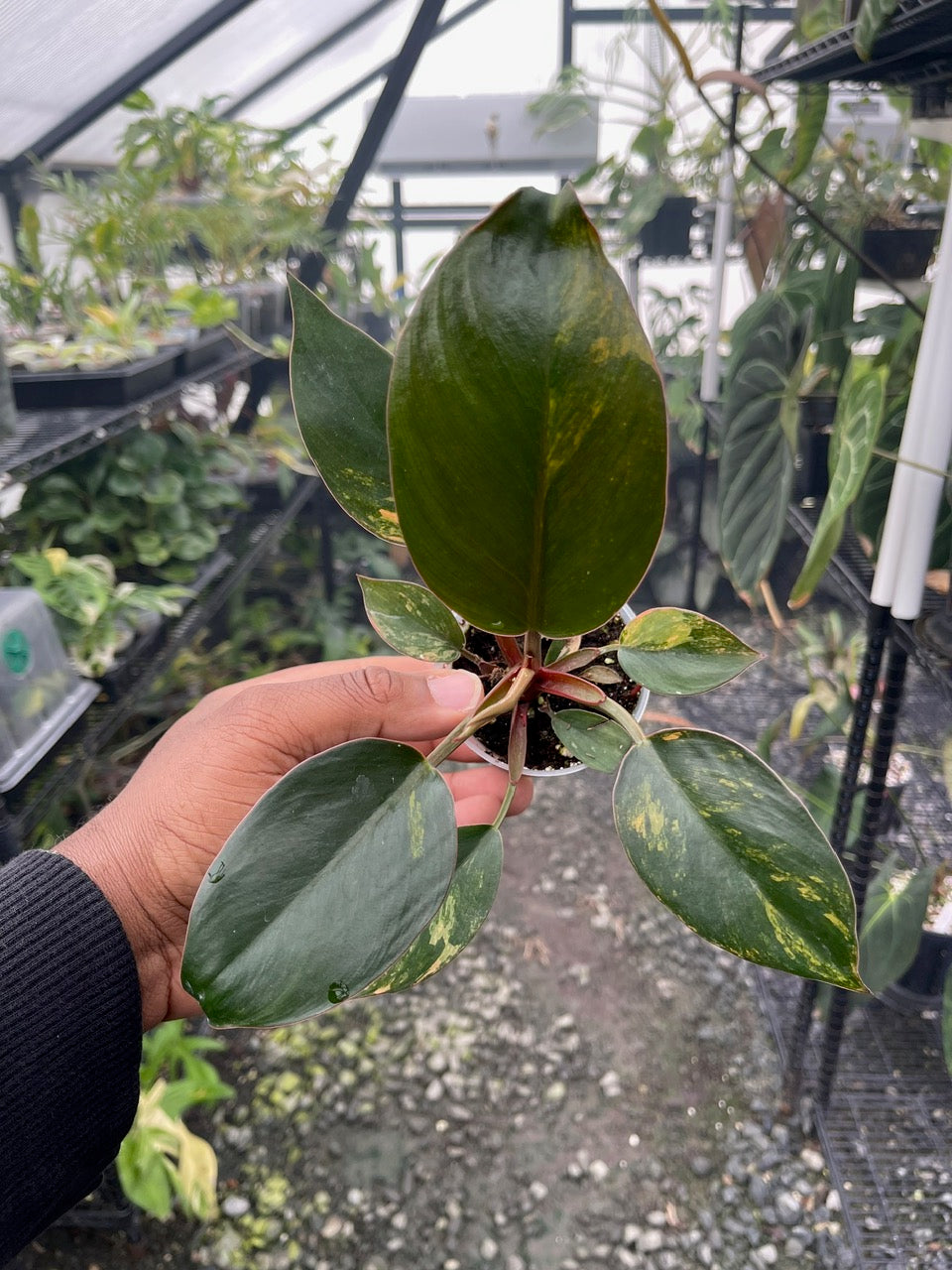 Variegated Philodendron Red Congo