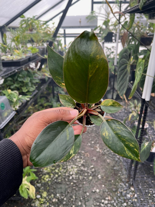 Variegated Philodendron Red Congo