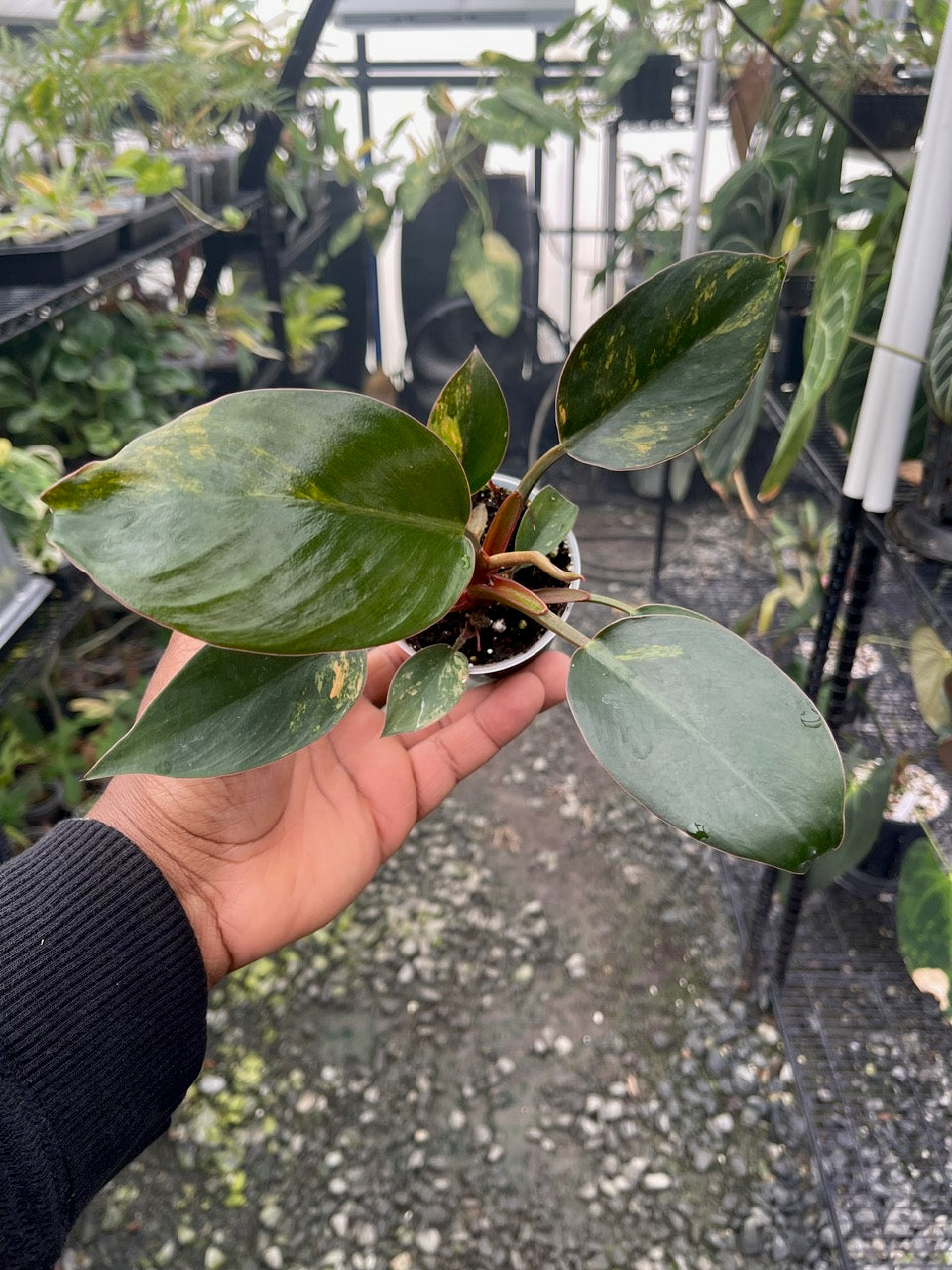 Variegated Philodendron Red Congo