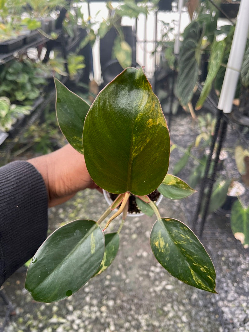 Variegated Philodendron Red Congo