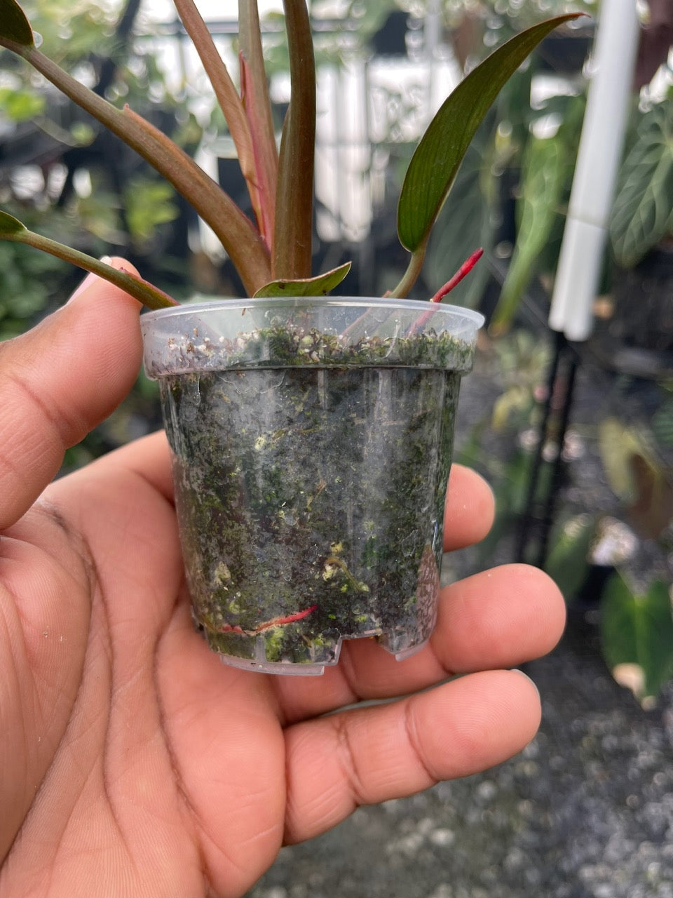 Variegated Philodendron Red Congo