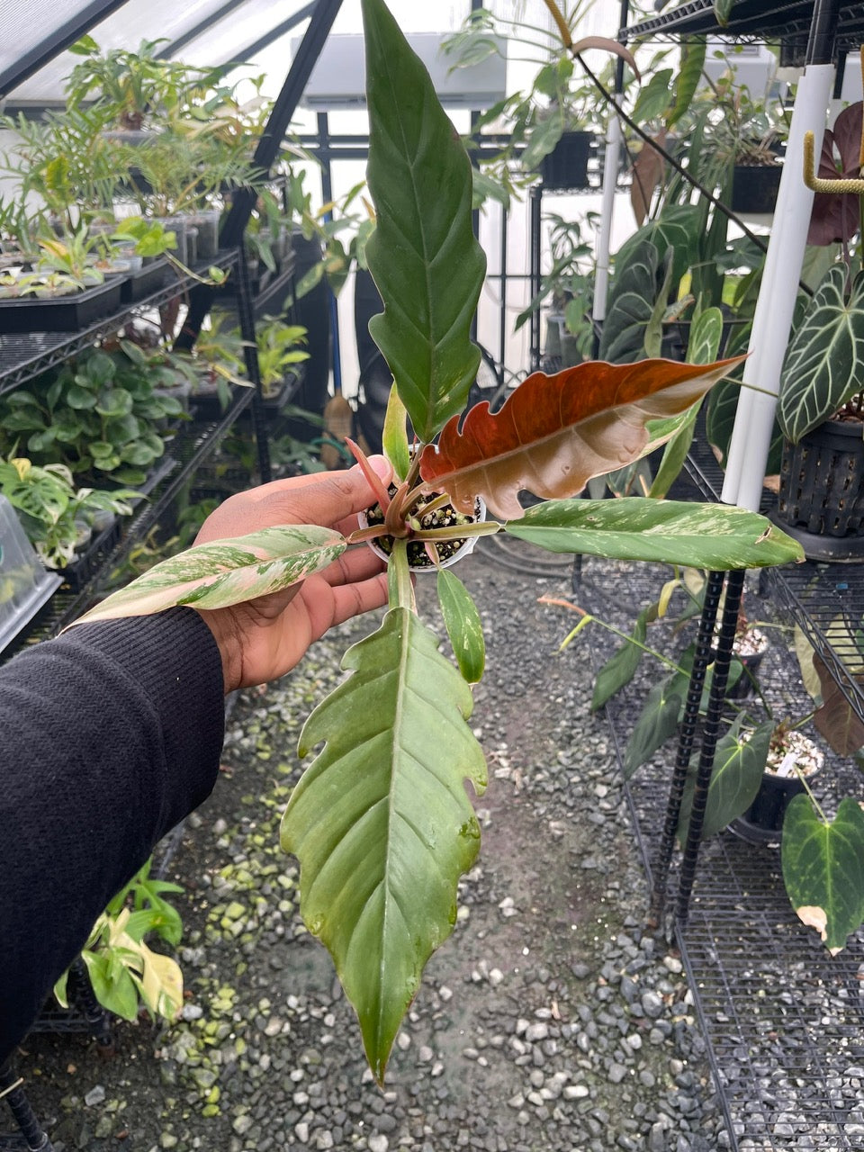 Philodendron Caramel Marble