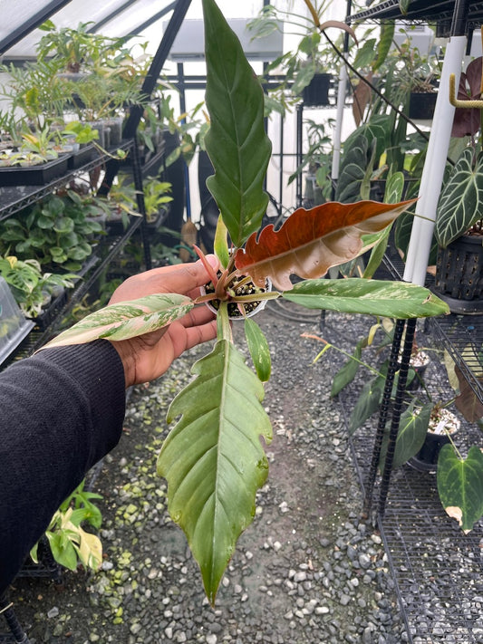 Philodendron Caramel Marble