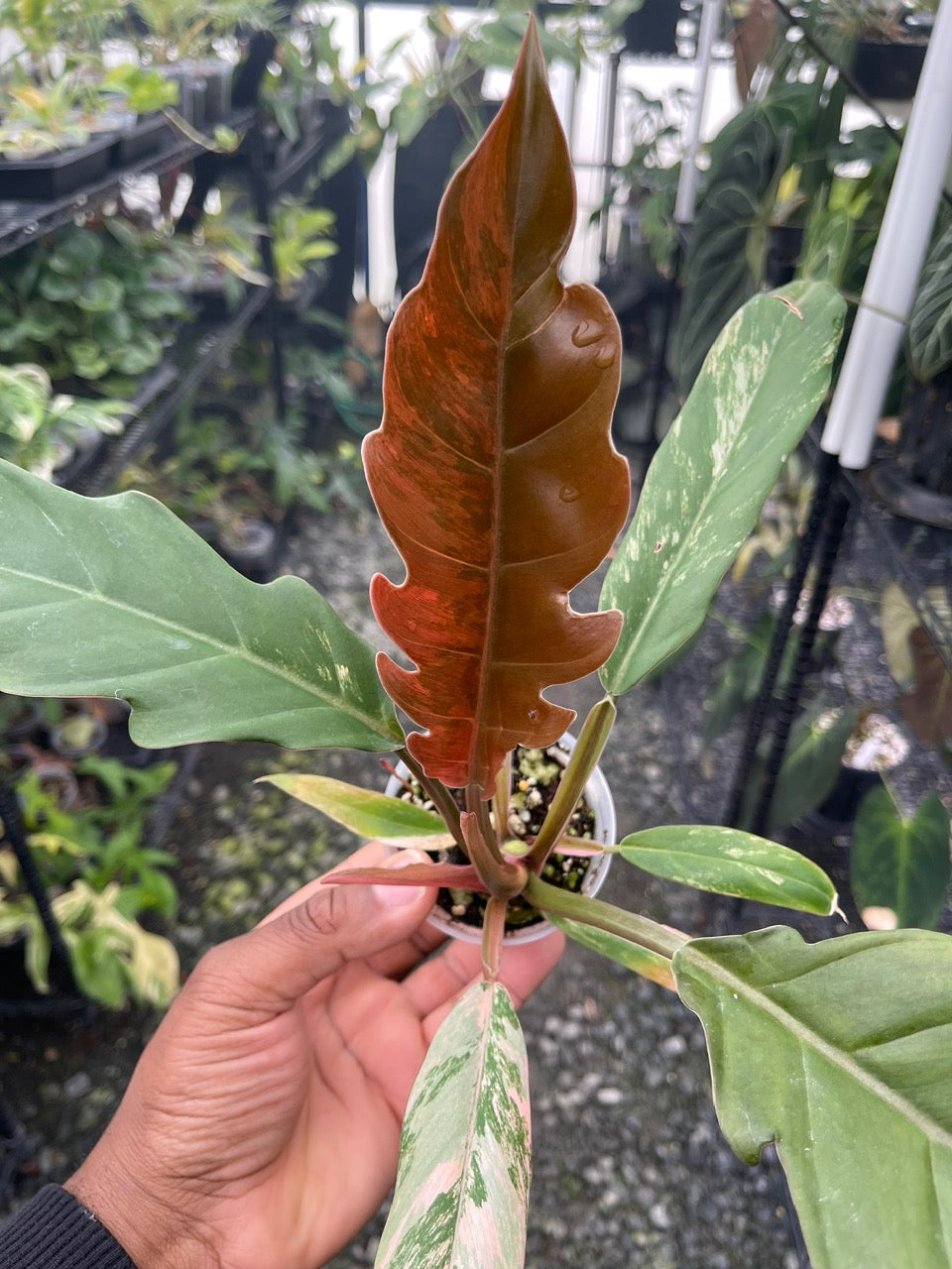 Philodendron Caramel Marble