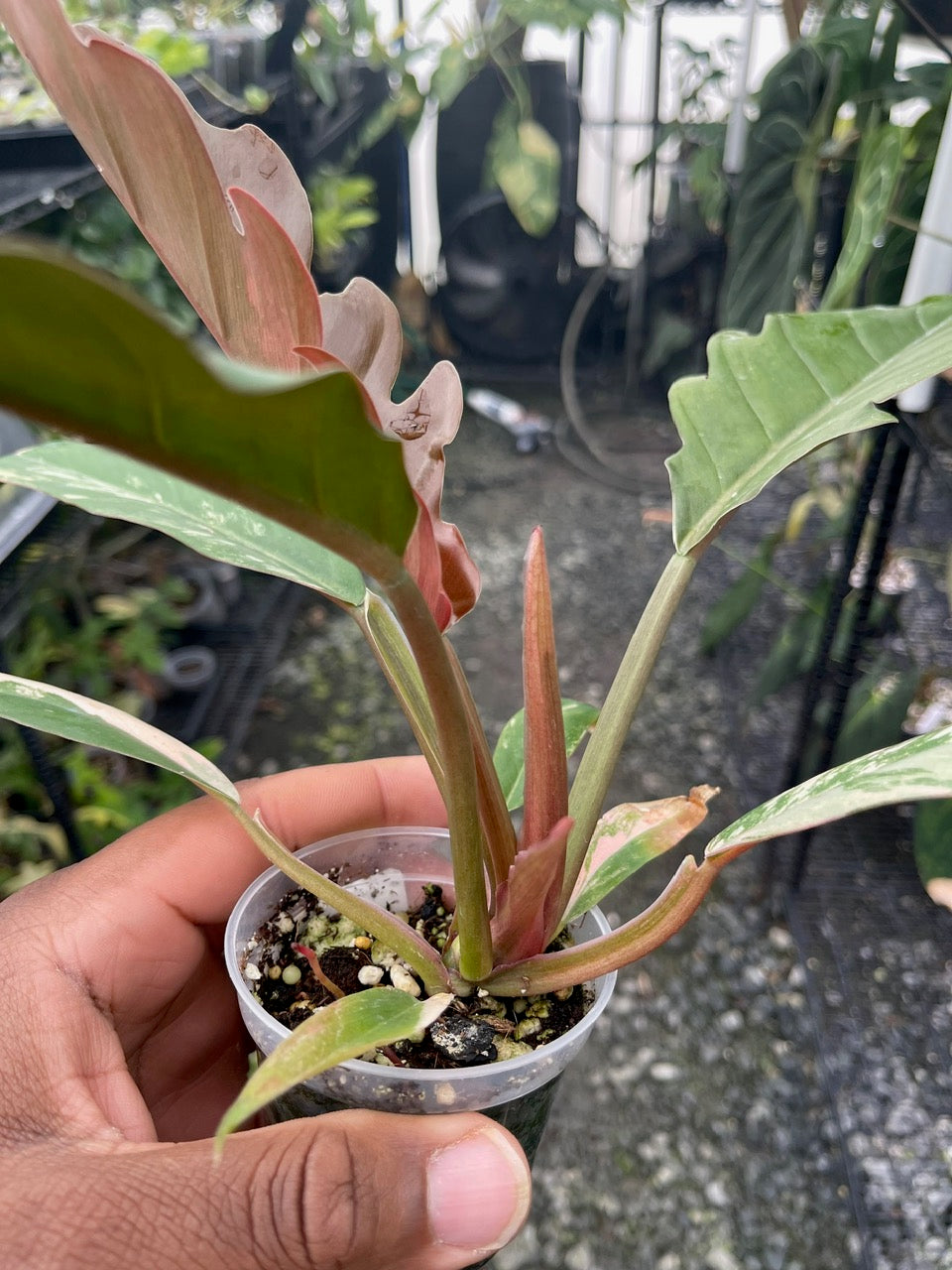 Philodendron Caramel Marble