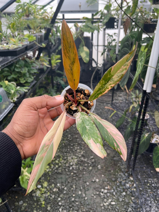 Philodendron Caramel Marble