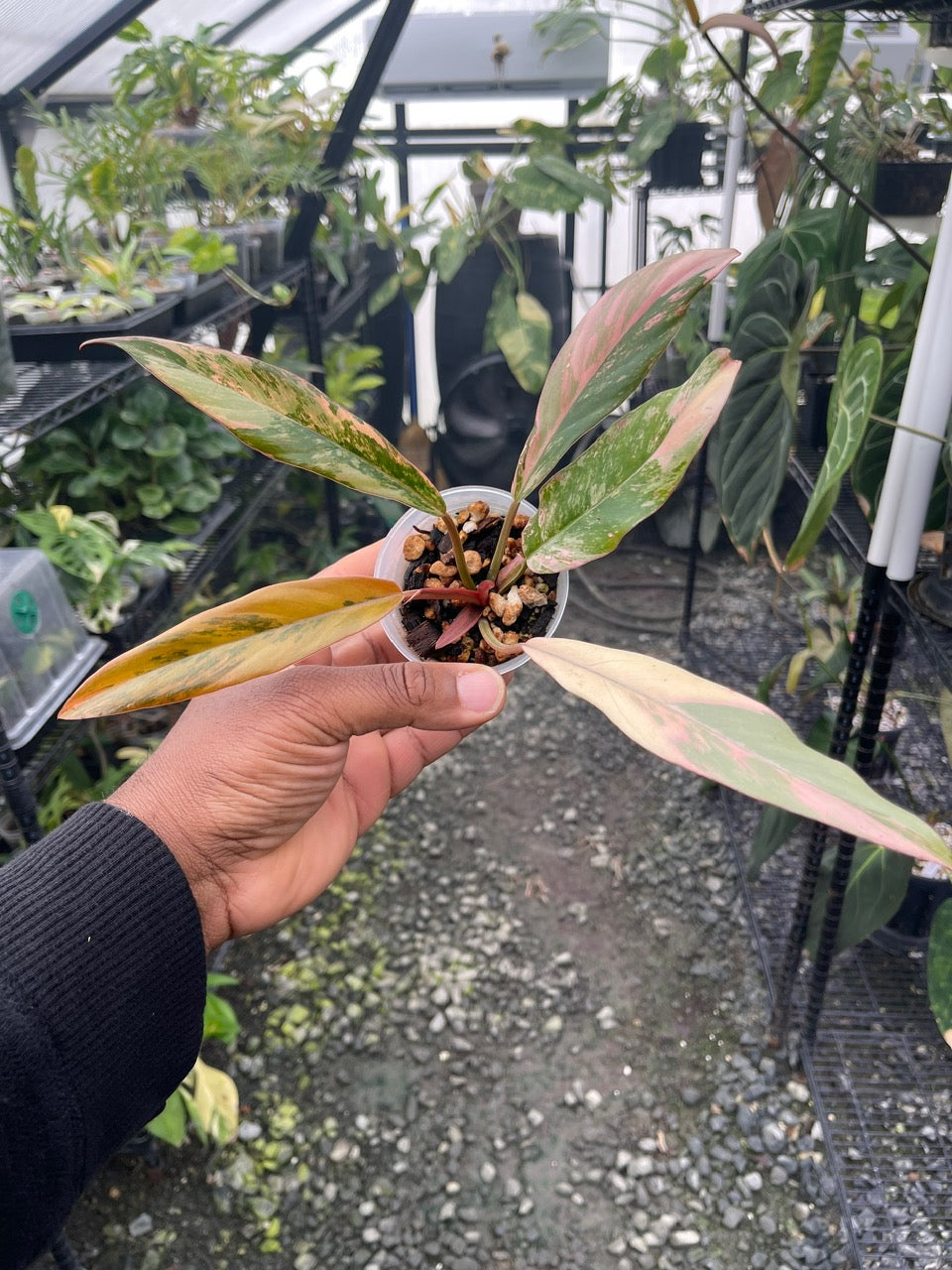 Philodendron Caramel Marble