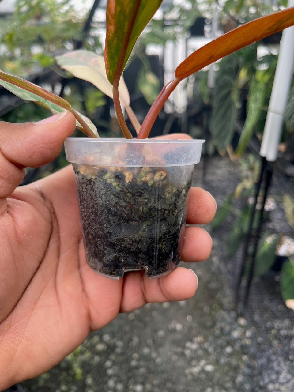 Philodendron Caramel Marble