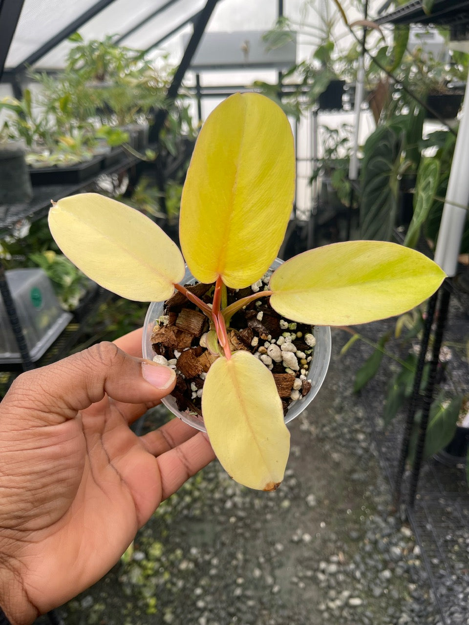 Variegated Philodendron Jungle Fever