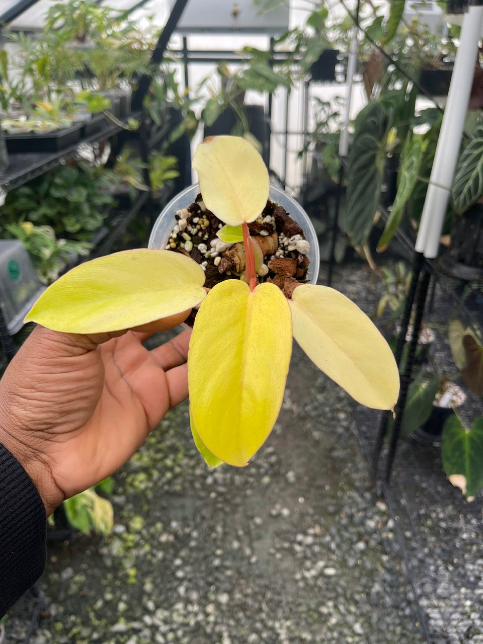Variegated Philodendron Jungle Fever