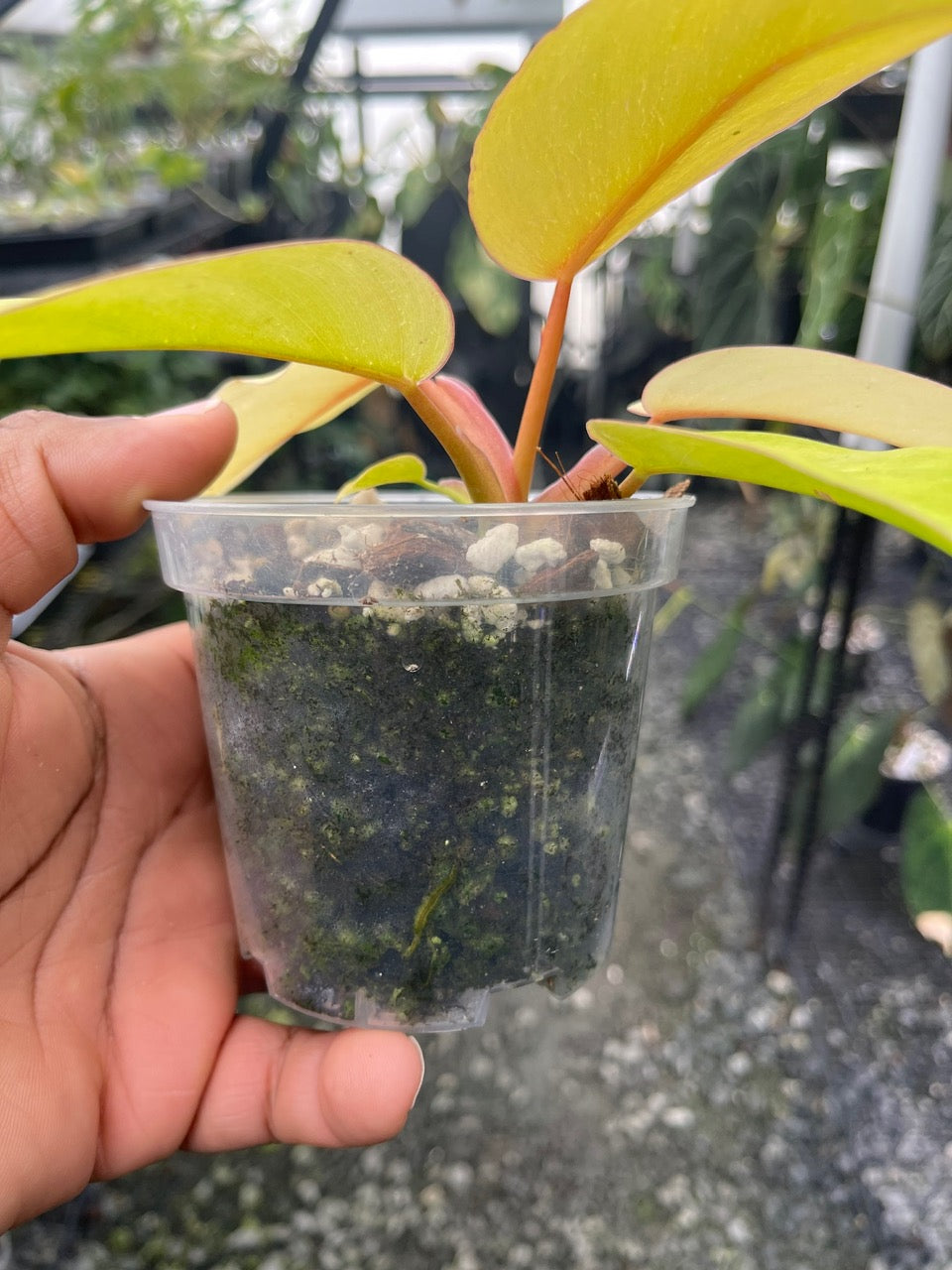 Variegated Philodendron Jungle Fever