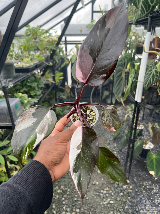 Philodendron Red Anderson