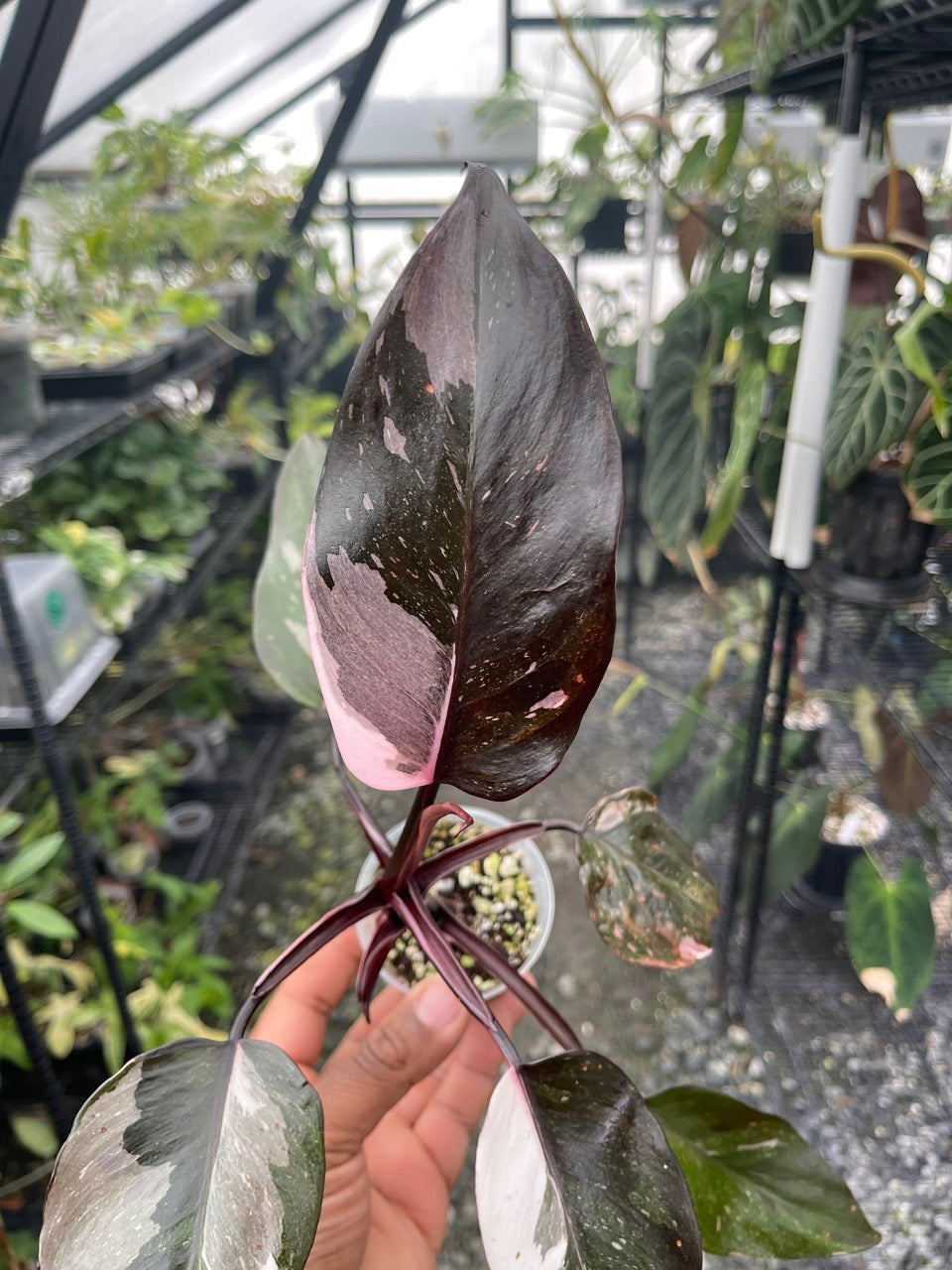Philodendron Red Anderson
