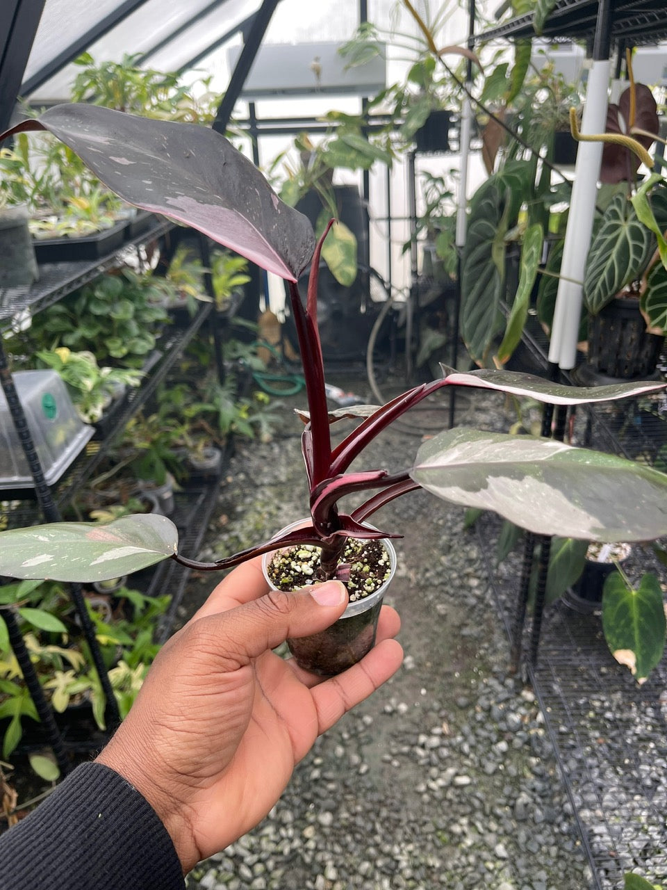 Philodendron Red Anderson