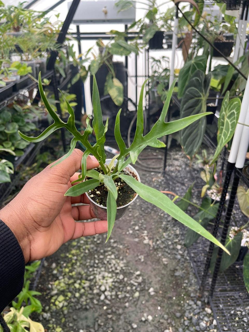 Philodendron Tortum- Grower's Choice