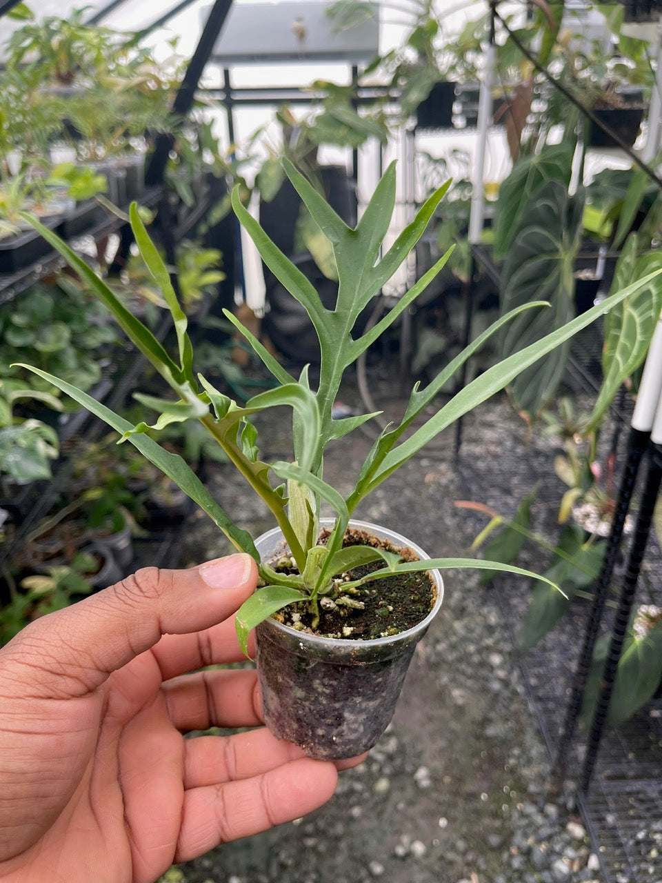 Philodendron Tortum- Grower's Choice