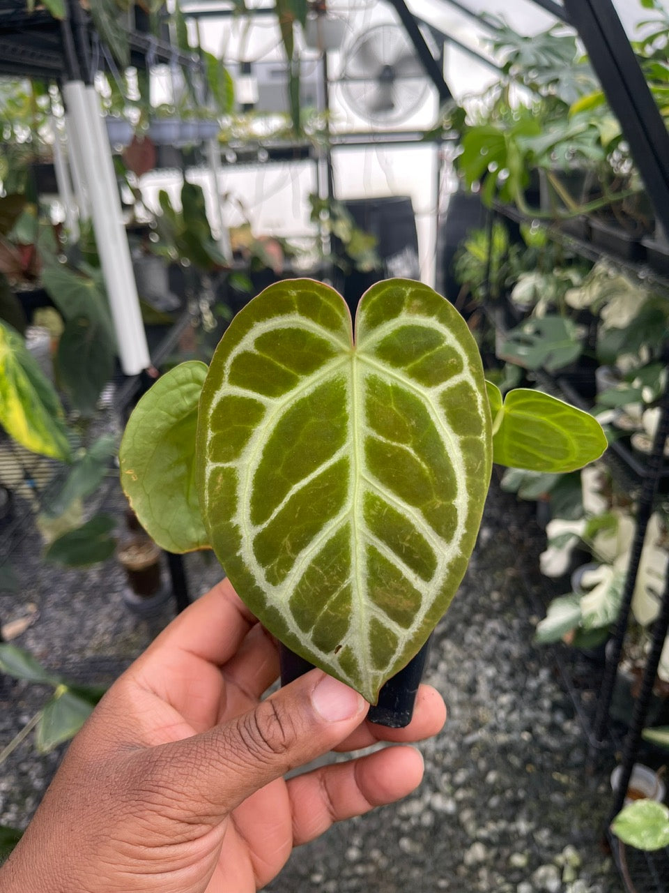 Anthurium Dorayaki x Red Crystal (Clone Cut)
