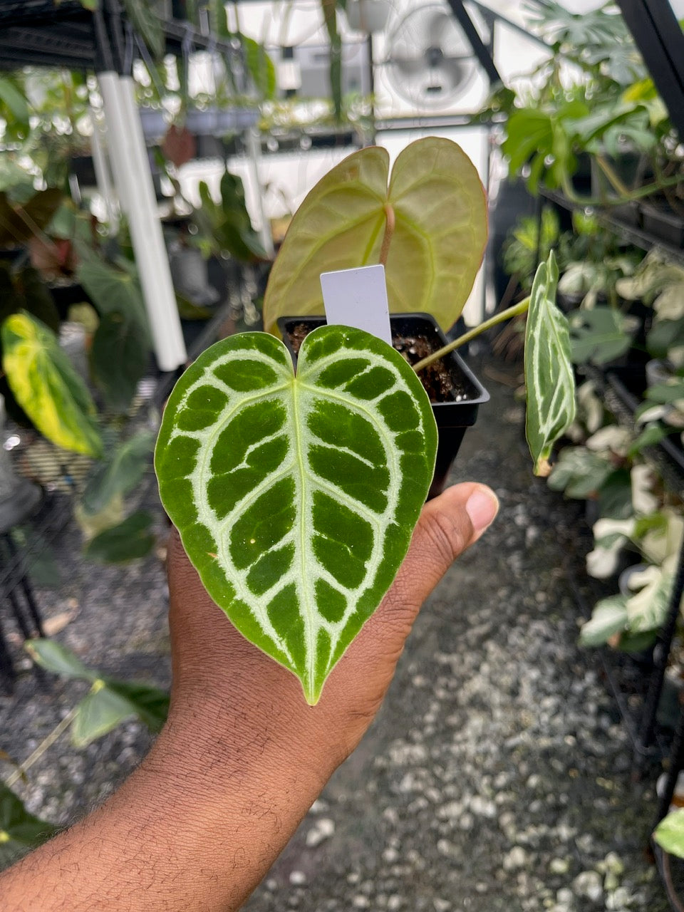 Anthurium Dorayaki x Red Crystal (Clone Cut)