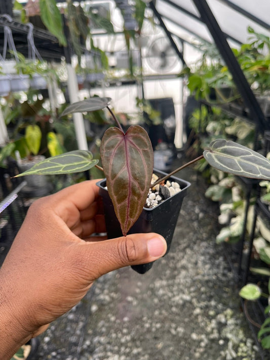 Anthurium Tim Anderson Cinnamon Swirl x Tim’s Black S1 (purple emergent)