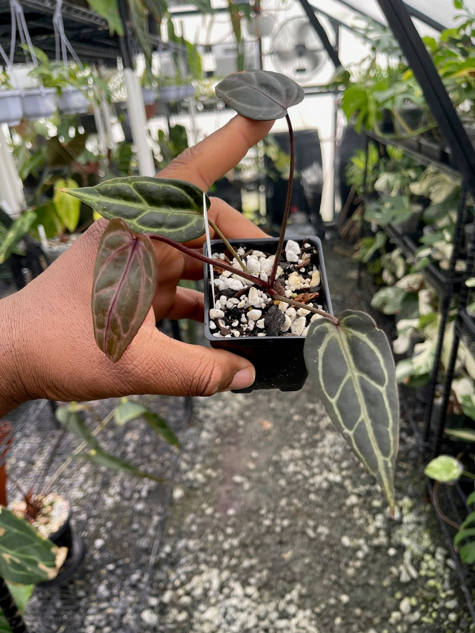 Anthurium Tim Anderson Cinnamon Swirl x Tim’s Black S1 (purple emergent)